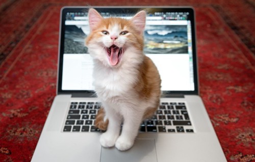 パソコンの上の猫