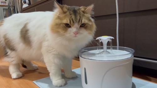 給水器の横に立つ猫