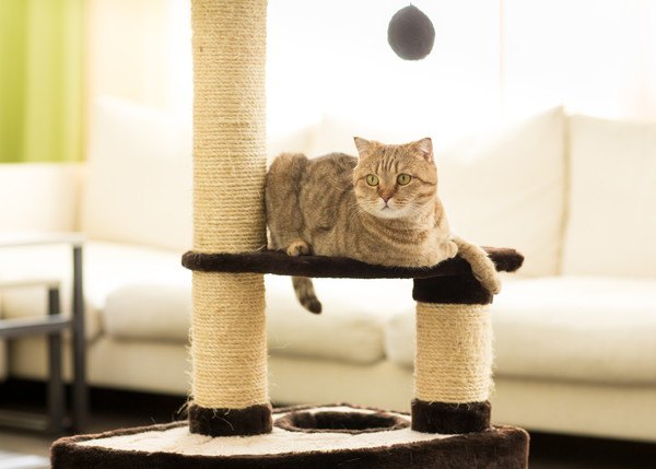 キャットタワー上の猫