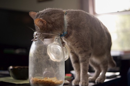 鰹節の入った瓶を覗き込む猫
