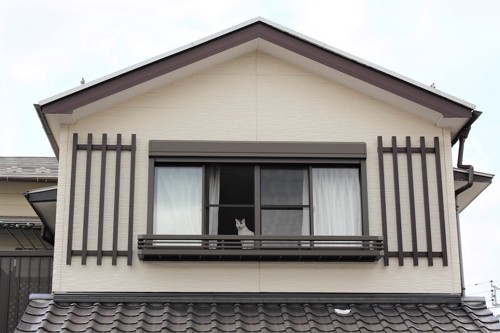 家の二階の窓から外を眺める猫