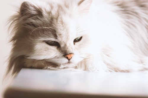 白いペルシャ猫