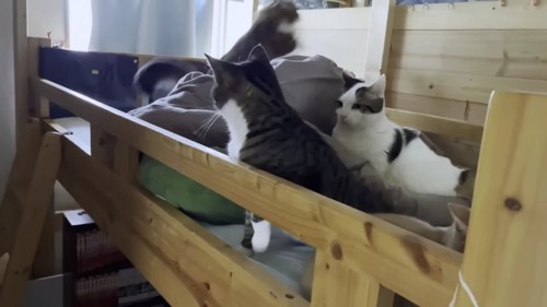 ベッドの上の猫たち