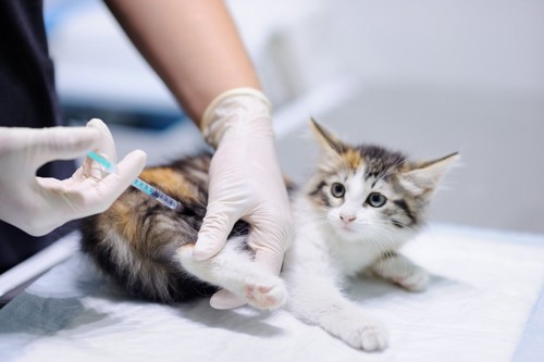 猫のワクチン注射