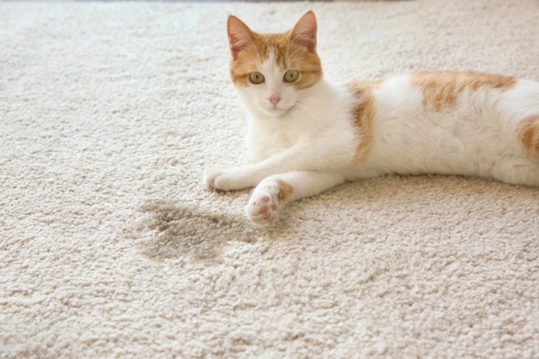 濡れた絨毯と猫