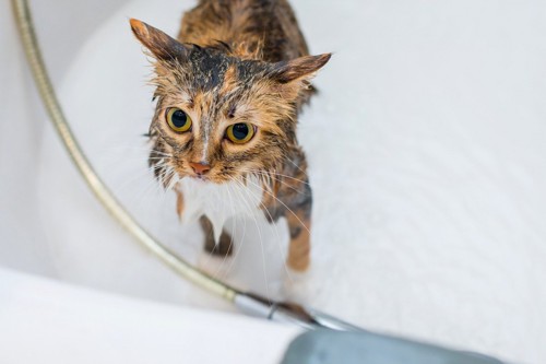 びしょ濡れの猫
