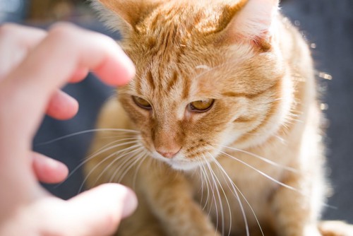 人の手を警戒する猫