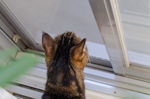 窓から覗く猫