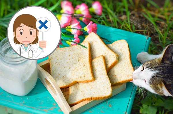 猫にパンを食べさせないほうがいい！