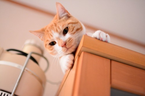棚の上から覗く猫
