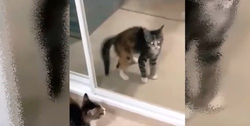 鏡に映った子猫