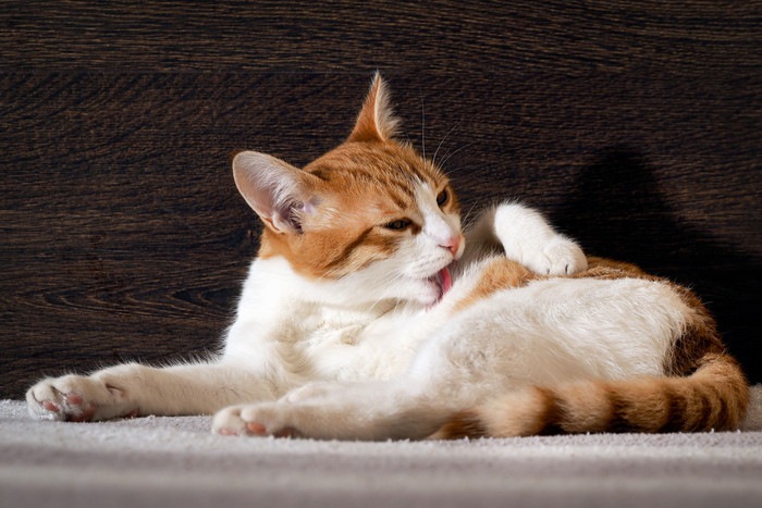 猫用ファーミネーターの種類とその使い方 | ねこちゃんホンポ