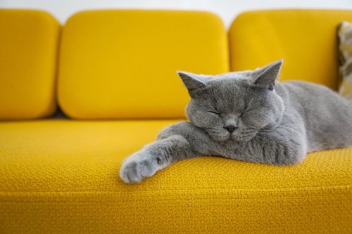 ソファの上の猫