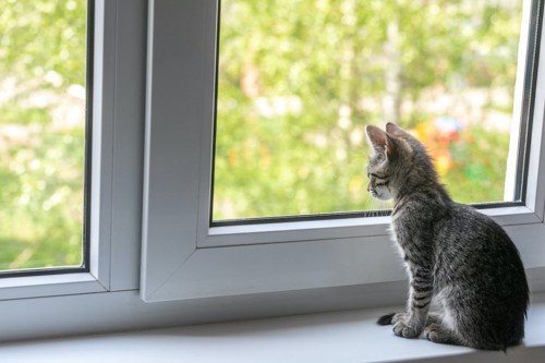外を見る猫