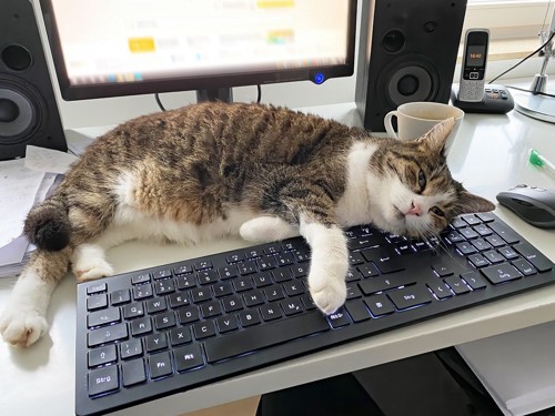パソコンに乗る猫