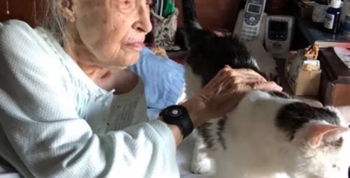 猫を撫でる女性