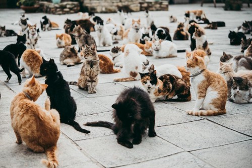 たくさんの猫たち