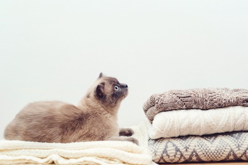 タオルの上に座る猫