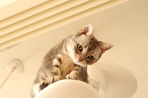 キャットタワーで寂しそうな猫