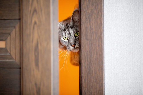 ドアの隙間からこちらを見る猫