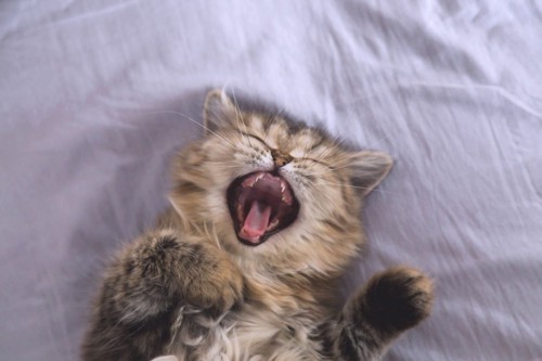 口を開けて眠る猫