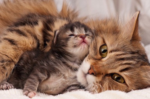 子猫の世話をする母猫