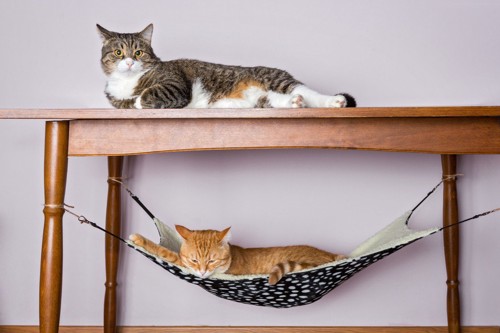ハンモックと机で寝る猫たち