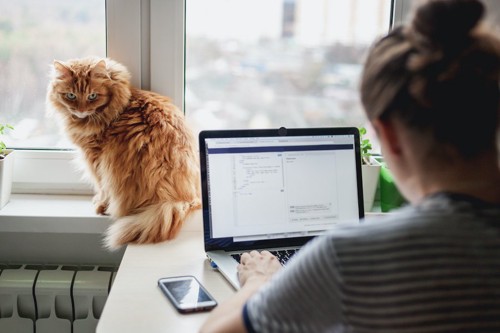パソコンをする飼い主を見る猫