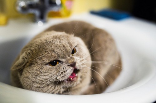 洗面ボウルの中で怒る猫