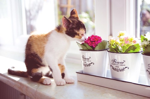 窓辺に置かれた花の匂いを嗅ぐ猫