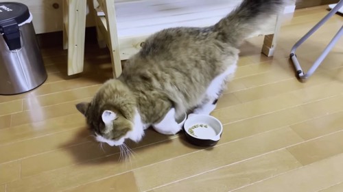 お皿まわりを掘る猫