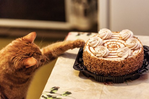 テーブルの上のケーキに手を伸ばす猫