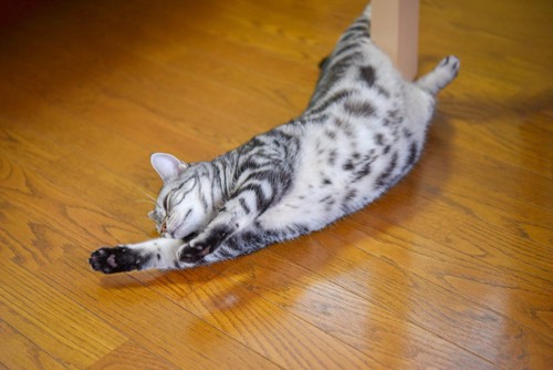 床で伸びる猫