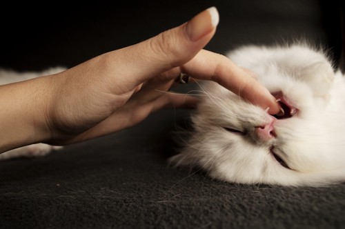指を噛む猫