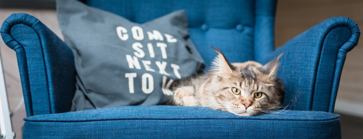 ソファーの上の猫