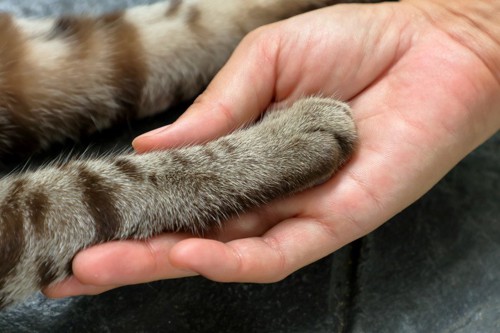 猫のまえ足と人の手