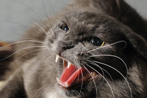口を開けて威嚇しているグレーの猫