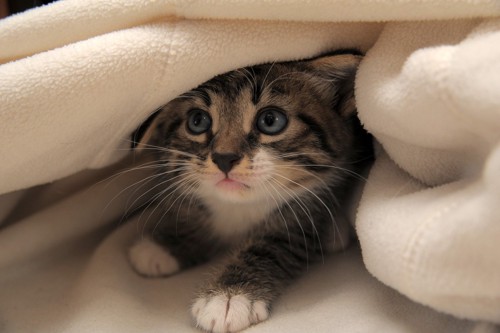 毛布に隠れる子猫