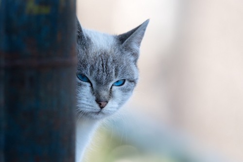 鋭い目つきの青い瞳の猫