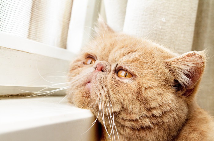 窓枠に顎を乗せる猫