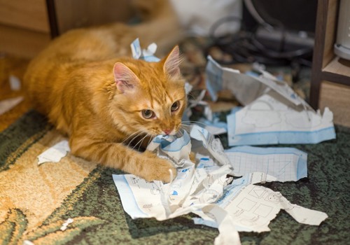 口に紙を咥える猫