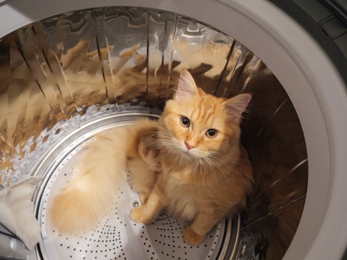 洗濯機から出られなくなった猫