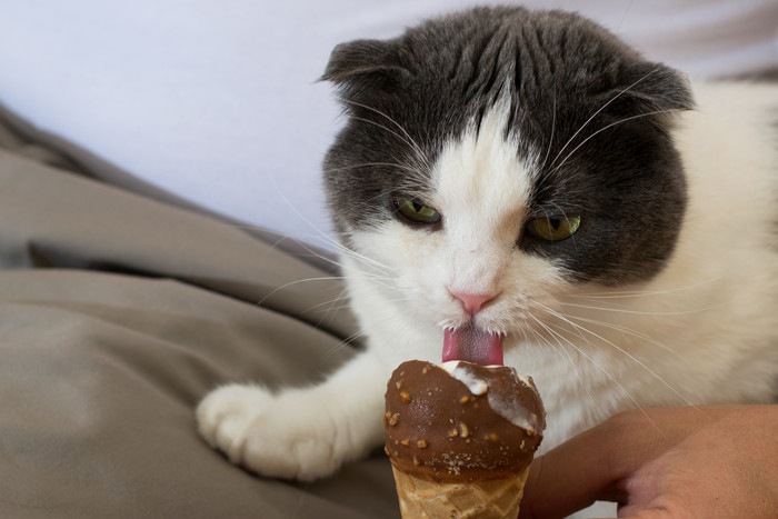 チョコアイス食べる猫