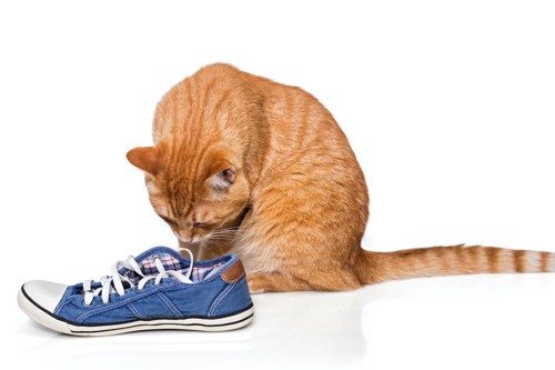 靴の匂いを嗅ぐ猫