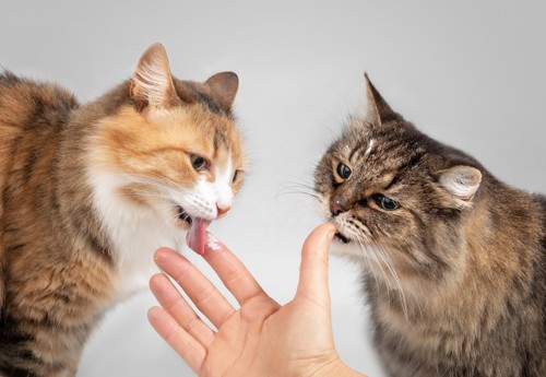 手についたクリームを舐める2匹の猫