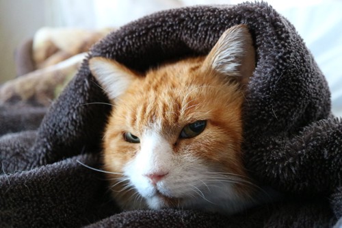 毛布をかぶっている猫