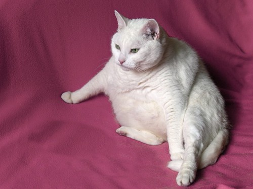 肥満の猫