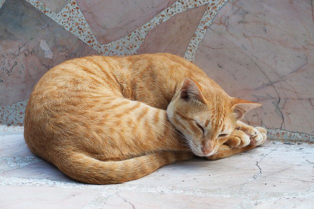 大理石の上で昼寝をしている猫
