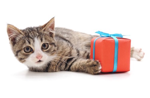 プレゼントボックスと寝転ぶ猫
