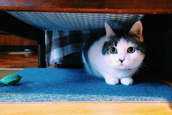 机の下にいる猫